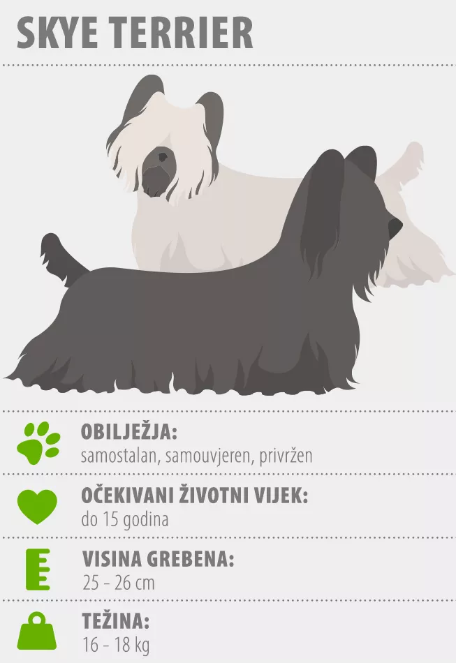 Skye terijer infografika