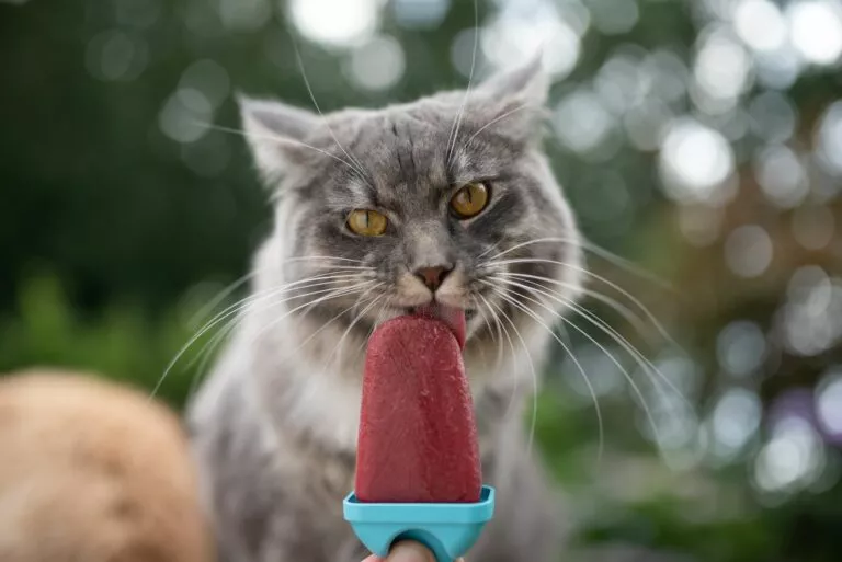 Sladoled za mačke