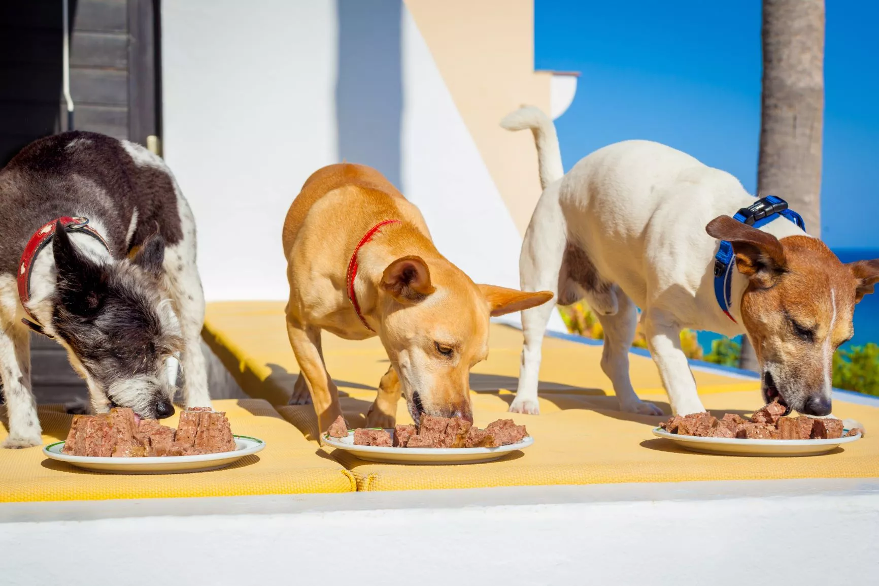 Tri psa jedu sladoled za pse od mokre hrane