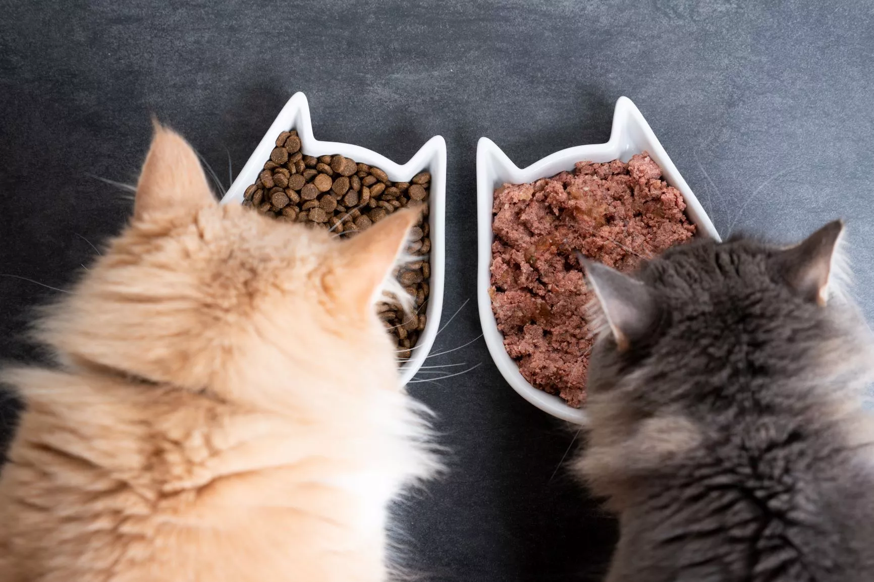 dvije mačke koje jedu suhu i mokru hranu za mačke