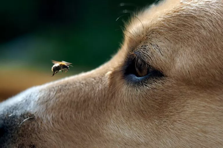 Pčela pored njuške psa
