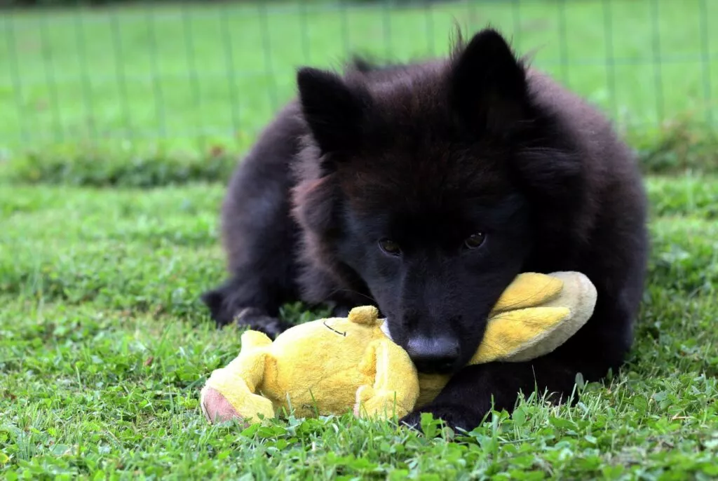 Crni eurasier grize igračku u parku