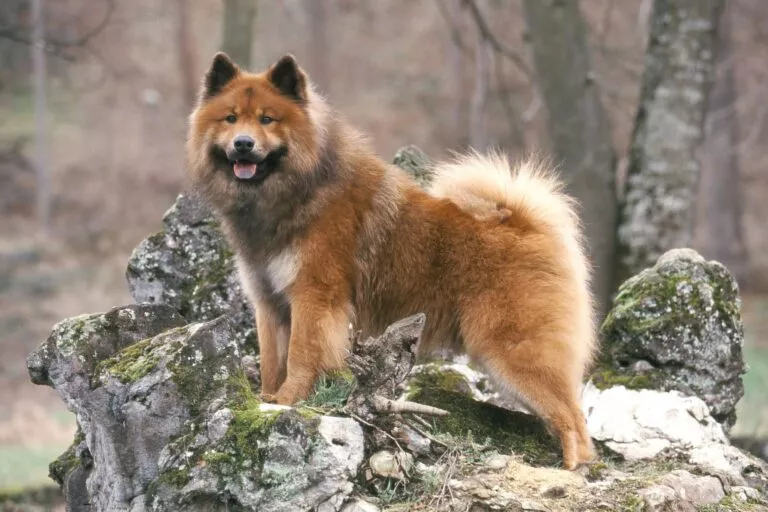 Eurasier na stijeni u šumi