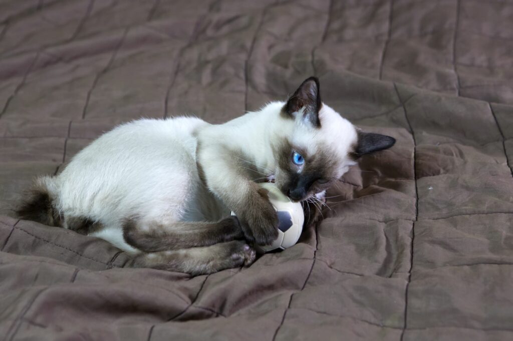 Mekong bobtail mačić Mekong bobtail mačić u igri s lopticom
