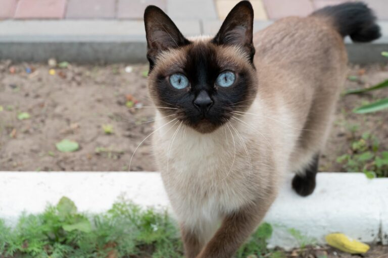Mekong bobtail Mekong bobtail mačka