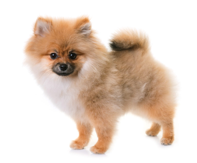 Pomeranac, cynoclub, AdobeStock Pomeranac, cynoclub, AdobeStock