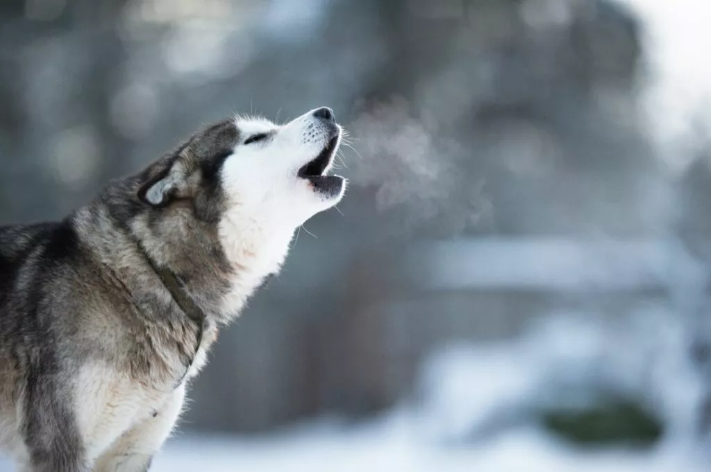 Pseći jezik: pas na snijegu zavija