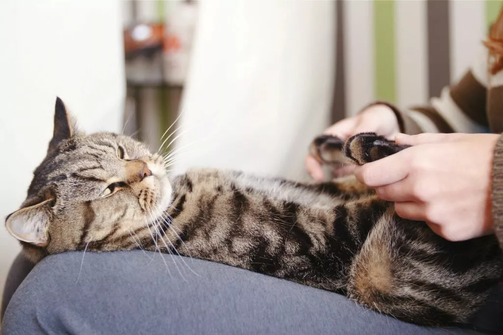Masaža šapa za mačke