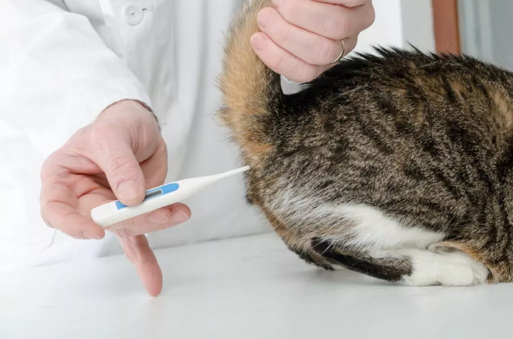 Mjerenje tjelesne temperature kod mačaka