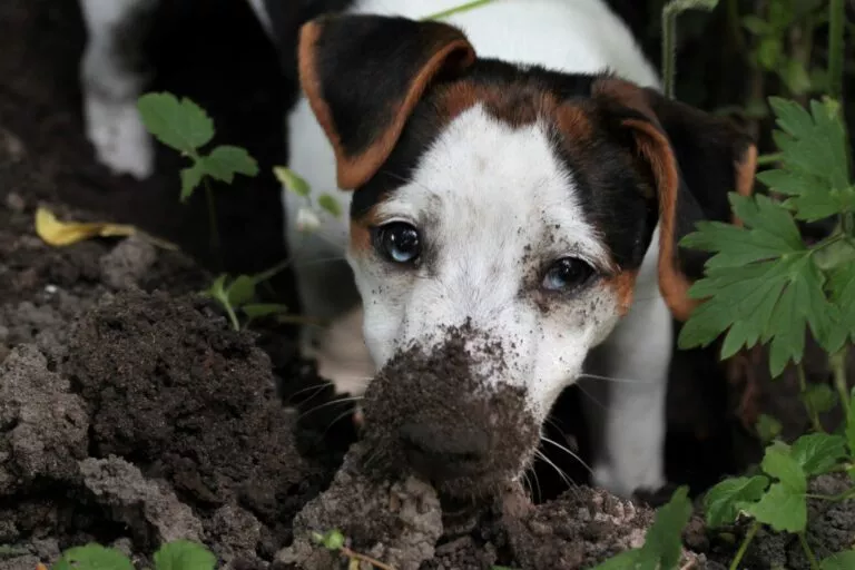Pas kopa u vrtu