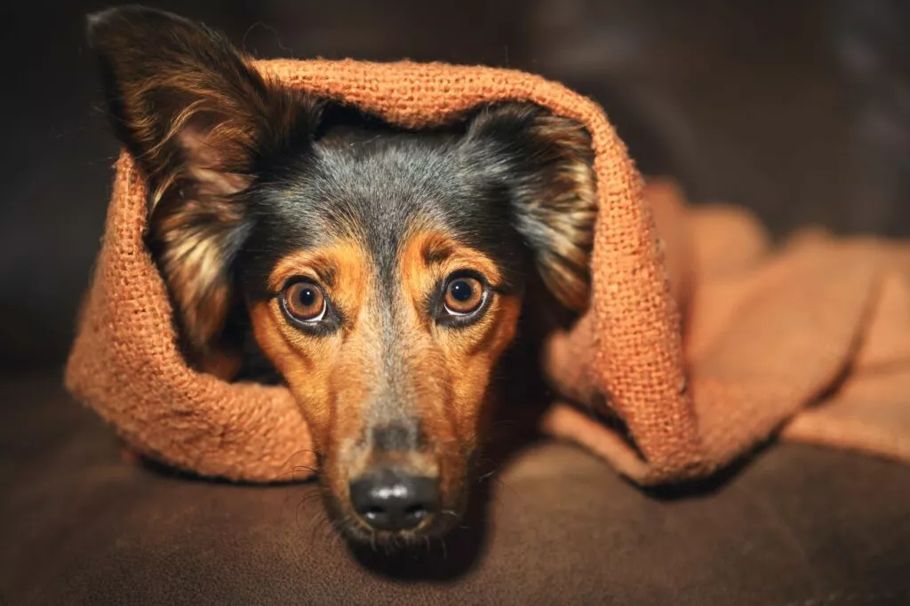 Pas u strahu, zamotan u deku