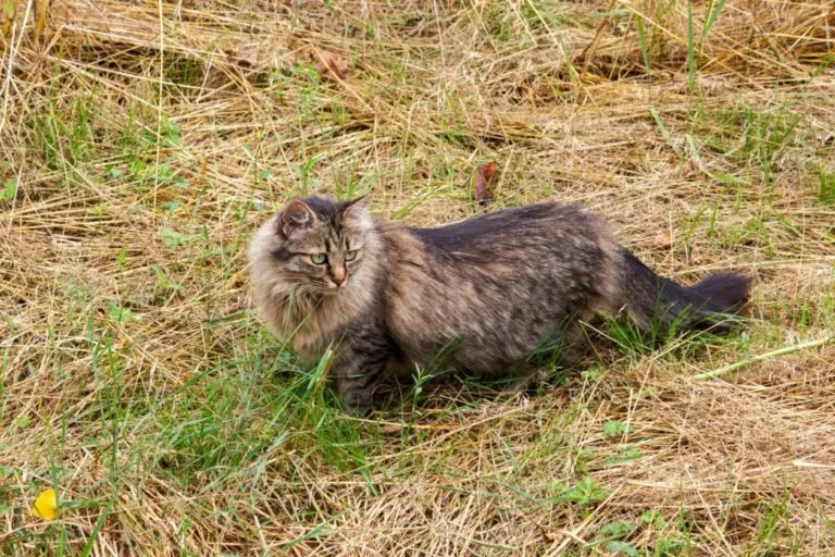 Njemačka dugodlaka mačka leži na travi