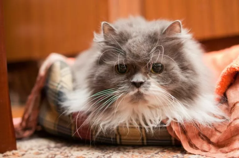 Demencija kod mačaka - starija mačka s demencijom leži