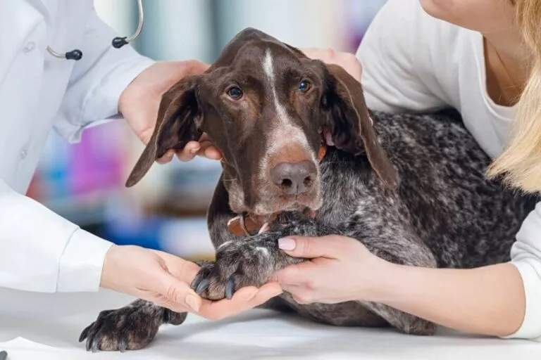 Medicinski trening za pse kod veterinara