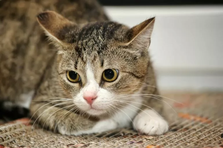 Uplašena mačka sjedi na tepihu