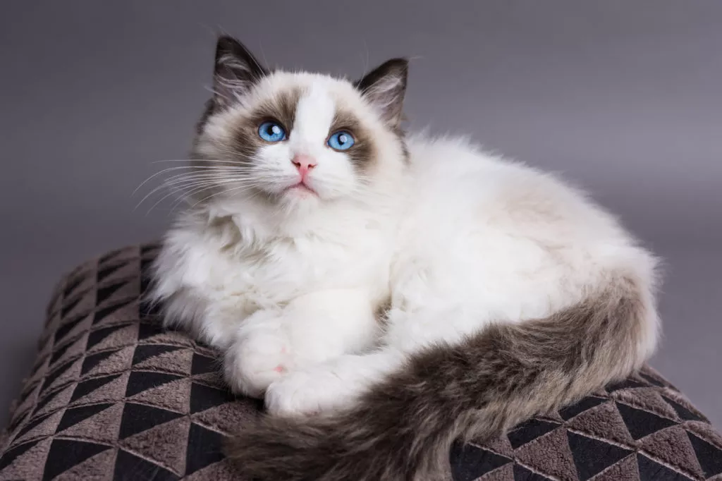 Ragdoll mačić s plavim očima