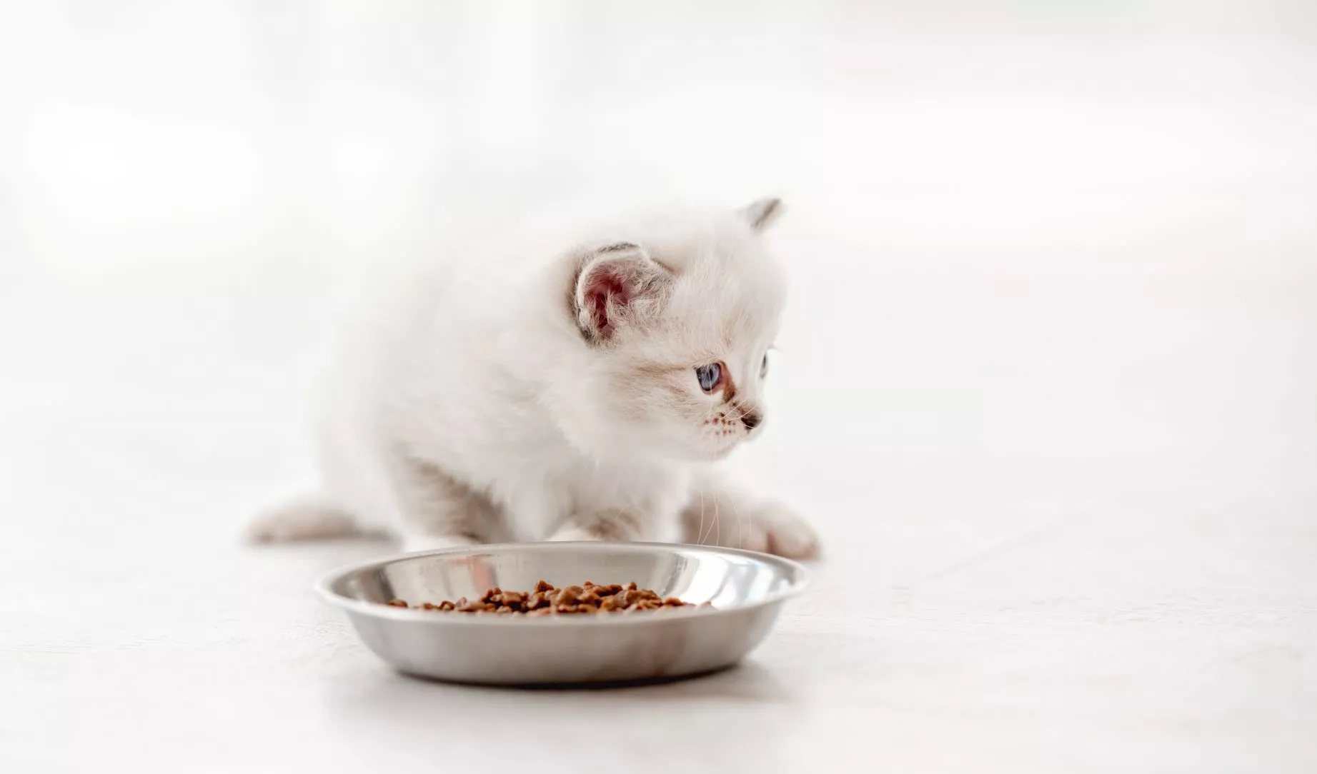 Ragdoll bijeli mačić s hranom