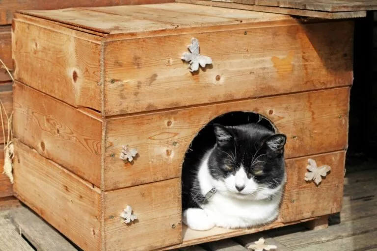 Mačka u samostalno izrađenoj kućici