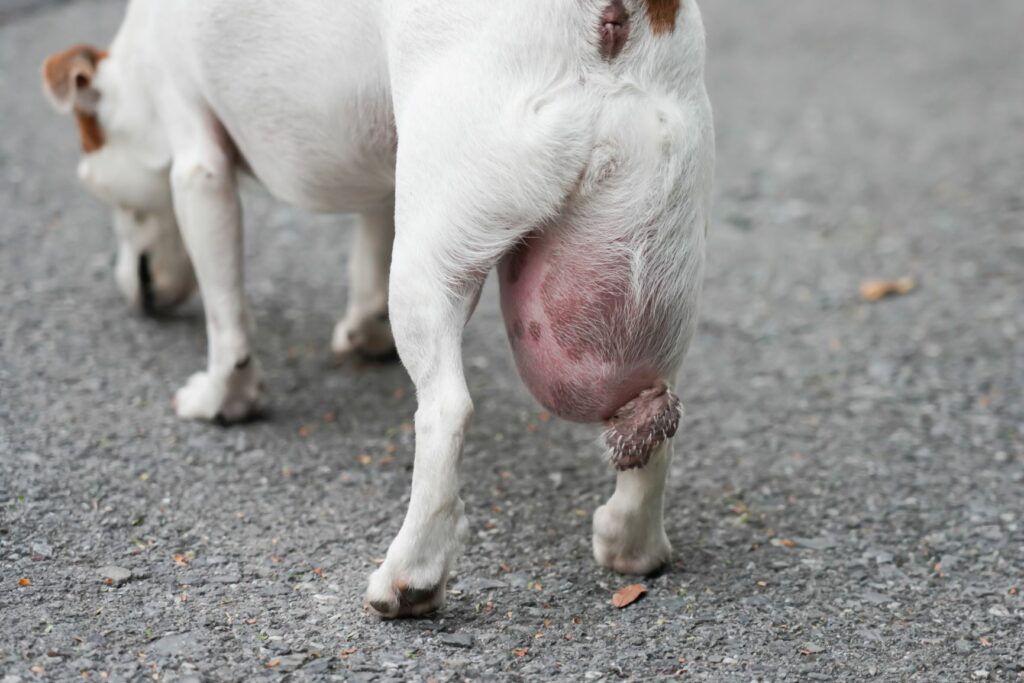 Lipom jack russel terijer Veliki tumor na bedrima jack russel terijera
