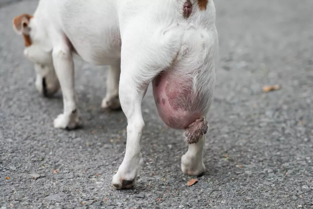 Veliki tumor na bedrima jack russel terijera