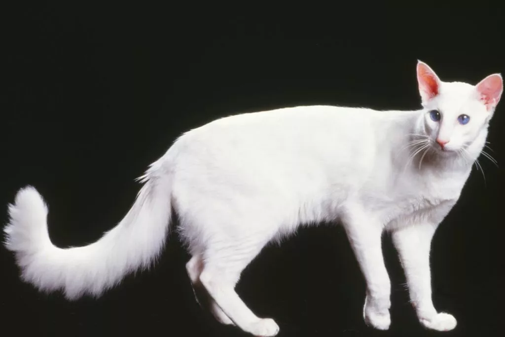 Bijela javanska mačka