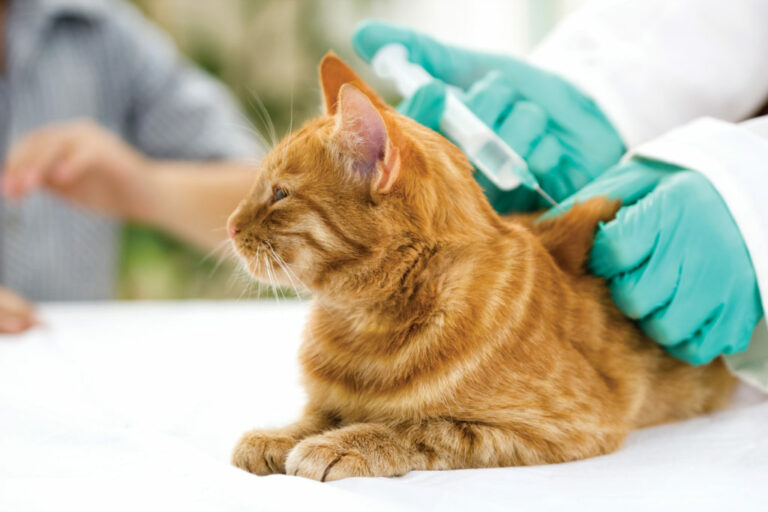 Cijepljenje mačke kod veterinara