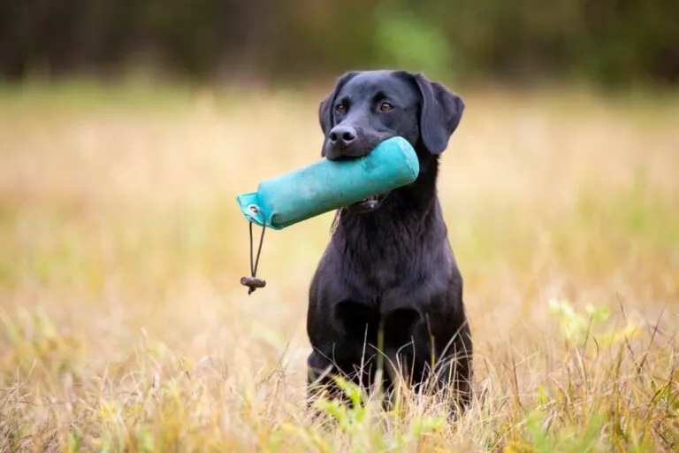 Crni labrador u travi tijekom dummy treninga