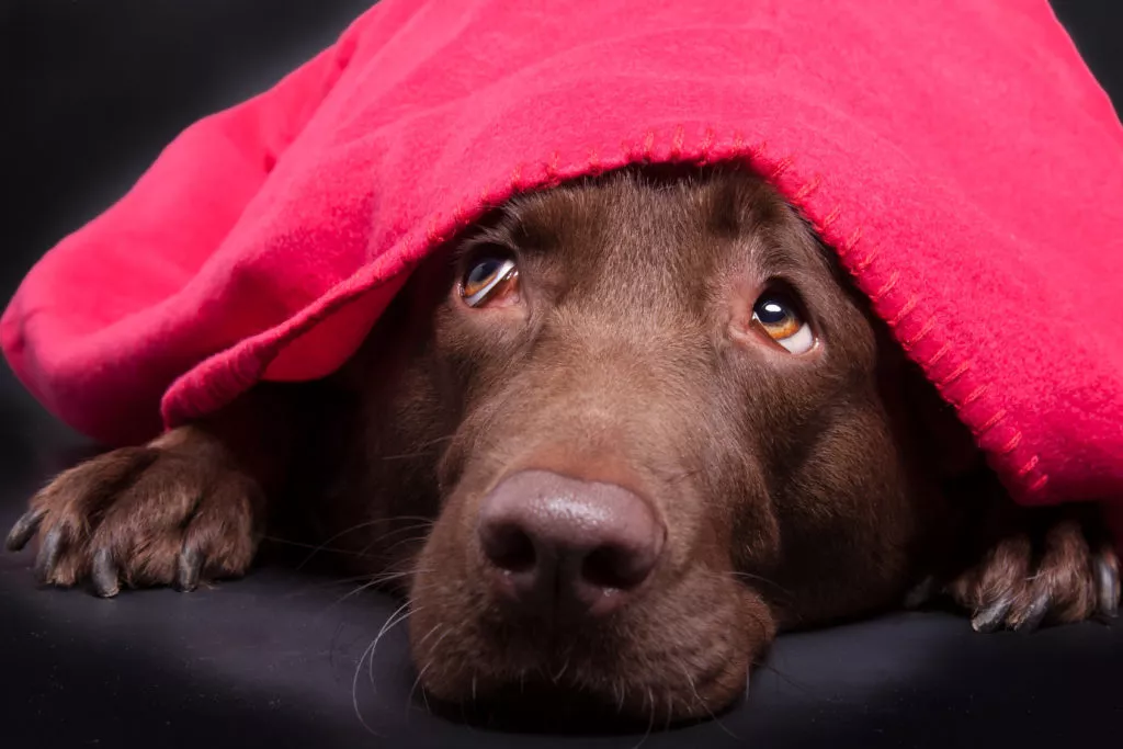 Uplašeni labrador skriven ispod deke