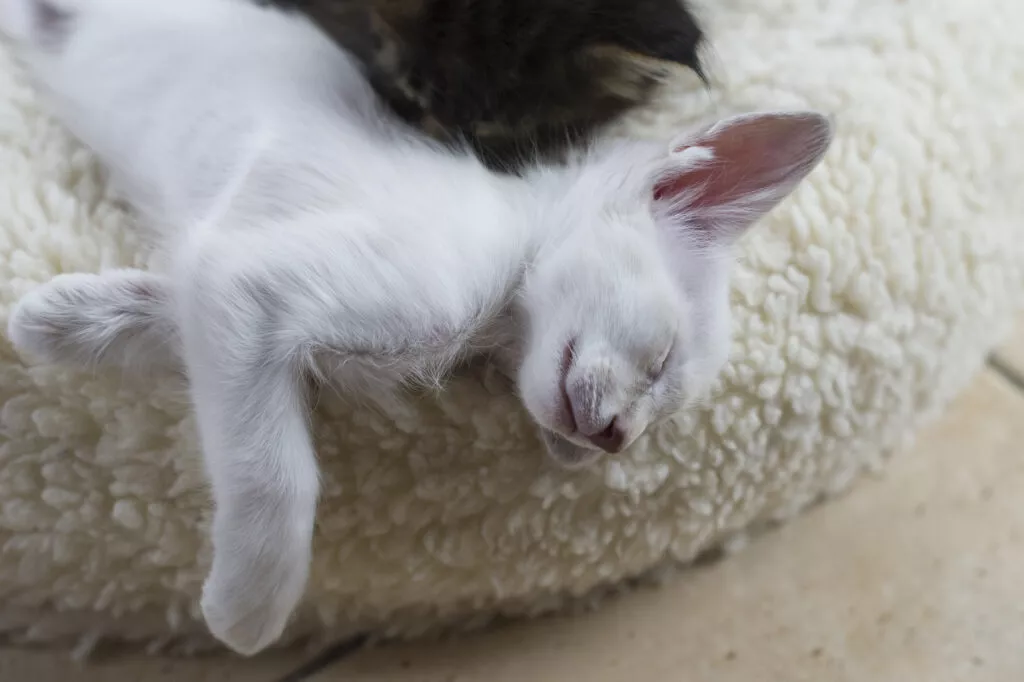 Bijeli mačić javanske mačke spava ne krevetu za mačke