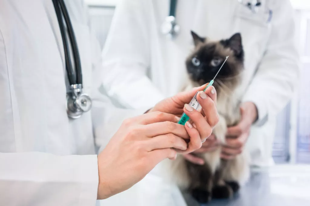 Mačka čeka cijepljenje kod veterinara