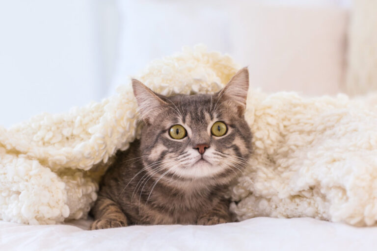 Mačka na Silvestrovo - skrivanje ispod deke
