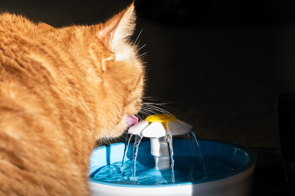 Mačka pije vodu iz fontane za vodu