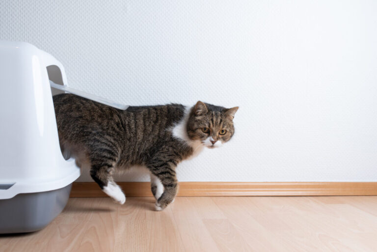 Mačka napušta mačji wc