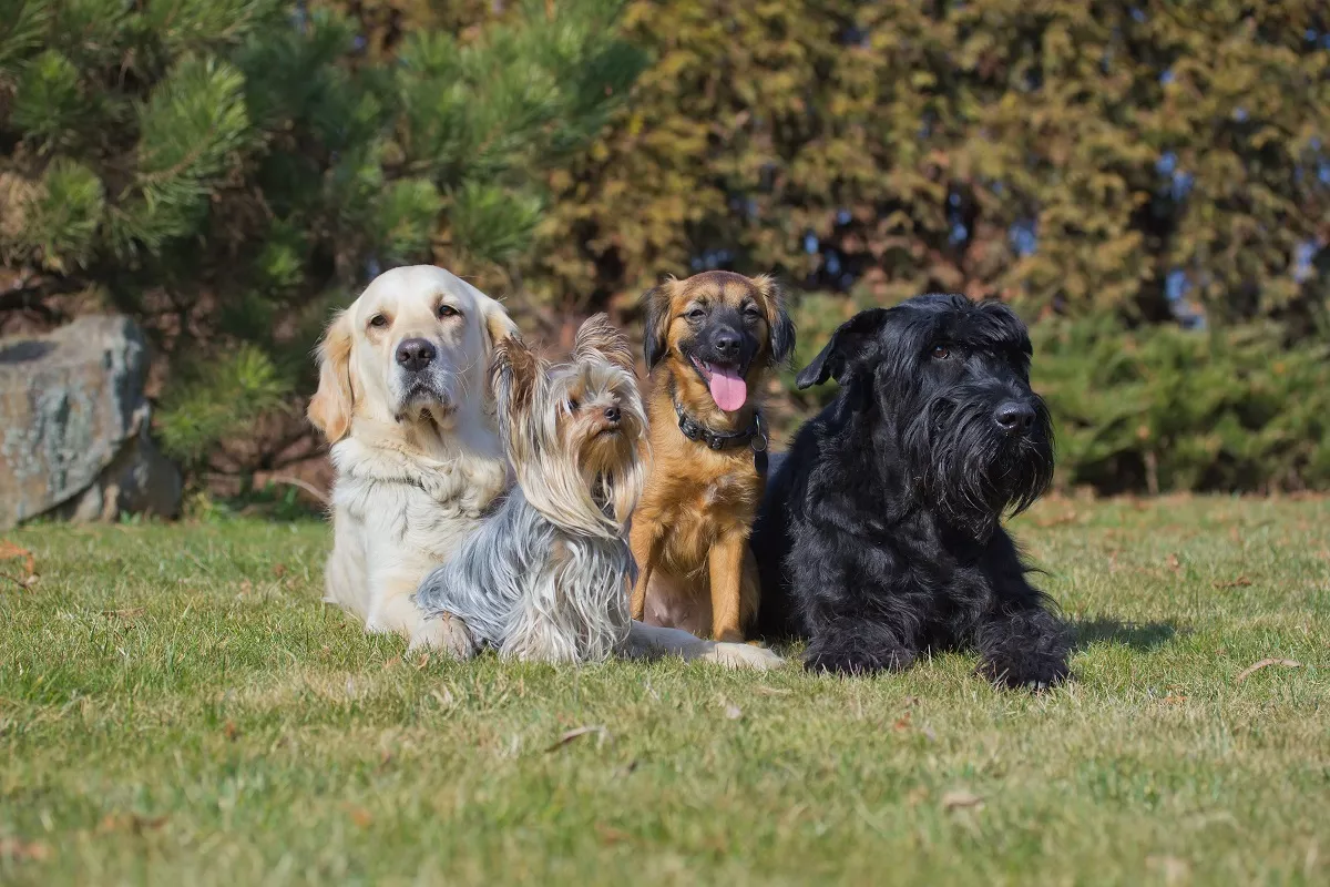 Četiri psa različitih pasmina na travnjaku