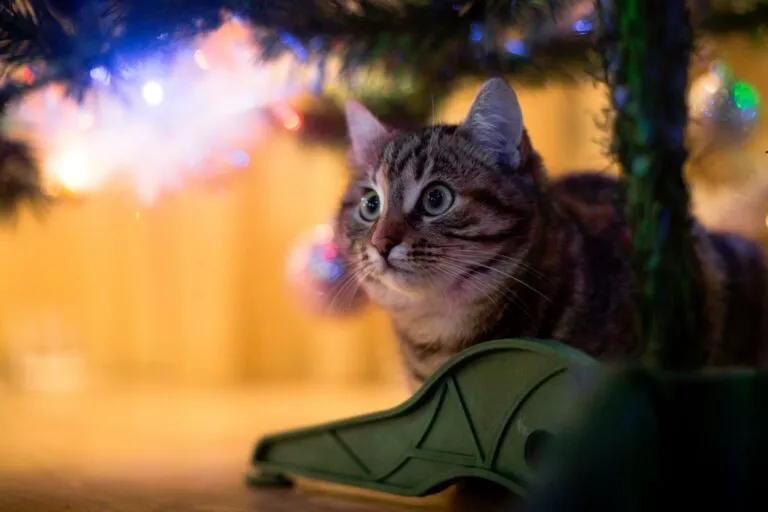 Mačka ispod božićnog drvca