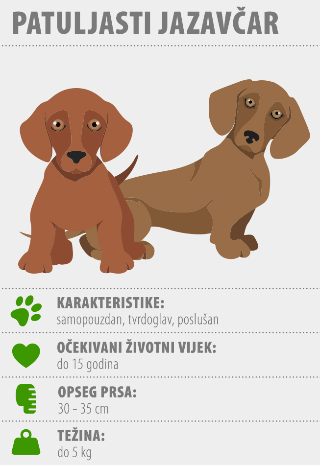 Patuljasti jazavčar: Izgled, karakter, držanje, zdravlje, | zooplus magazin