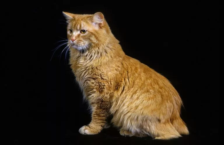 Cymric mačka s kratkim repom