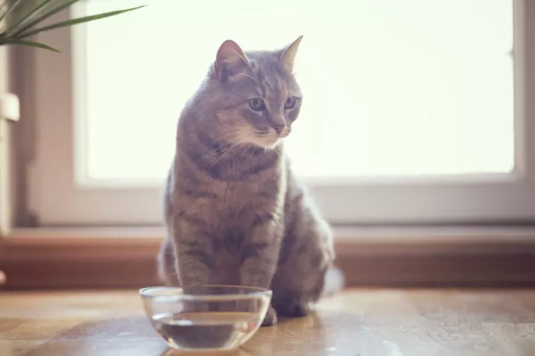 mačka sjedi pored zdjelice s vodom