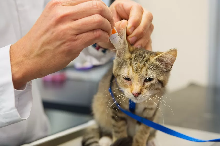 Mali mačić dobiva kapi za uši od veterinara