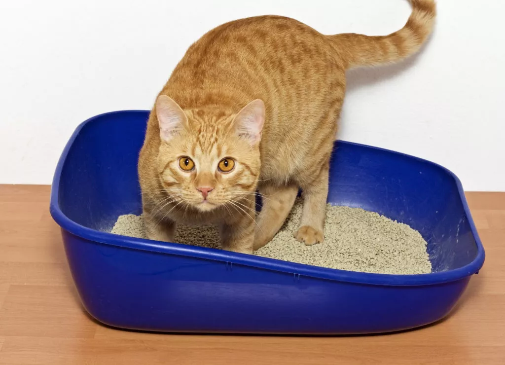 Mačka u plavom mačjem wc-u s pijeskom