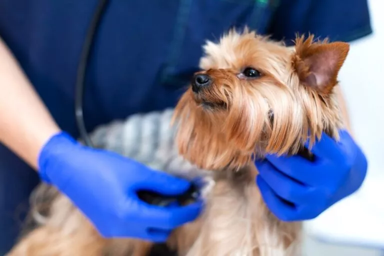 veterinar pregledava malog psa pasmine Yorkshire terijer pomoću stetoskopa