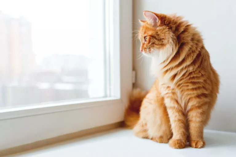 Mačka sjedi na prozorskoj dasci i gleda kroz prozor