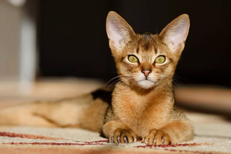 abesinska mačka, portret