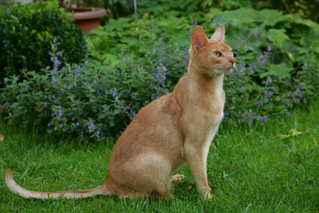 Abesinska mačka sjedi na travi