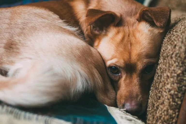 Depresivan pas leži na sofi