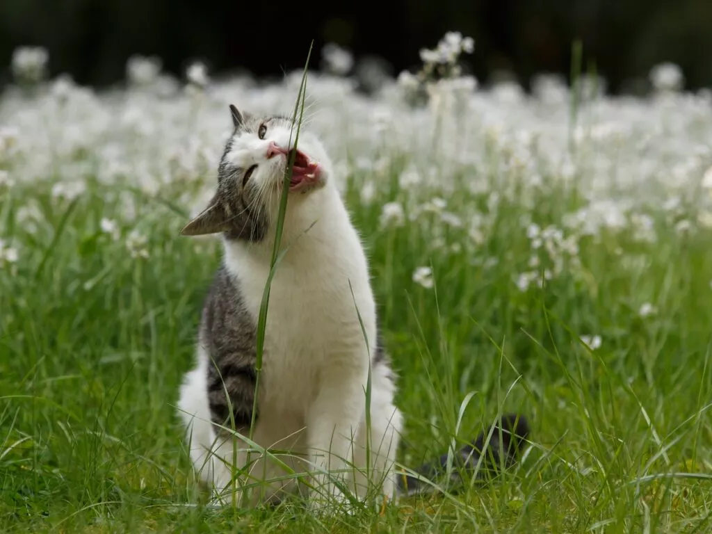 Mačka jede travu
