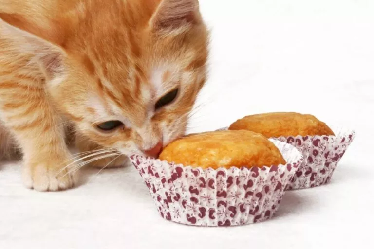 Mačka njuši muffine