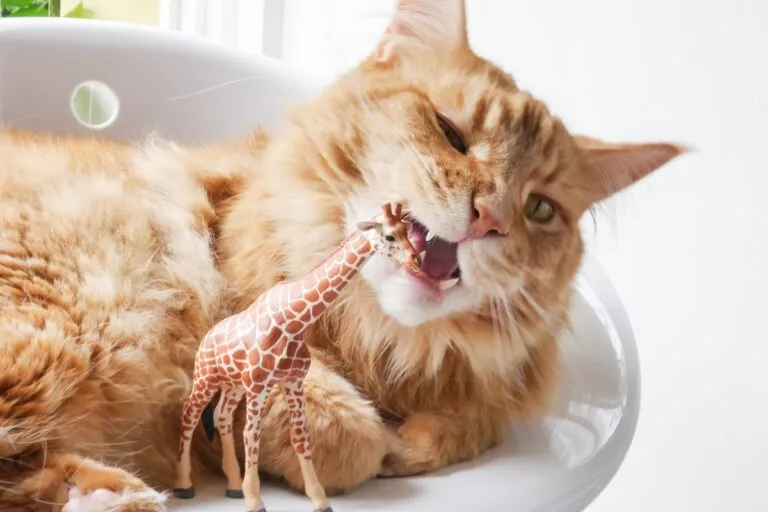 Narančasta mačka grize plastičnu igračku žirafe