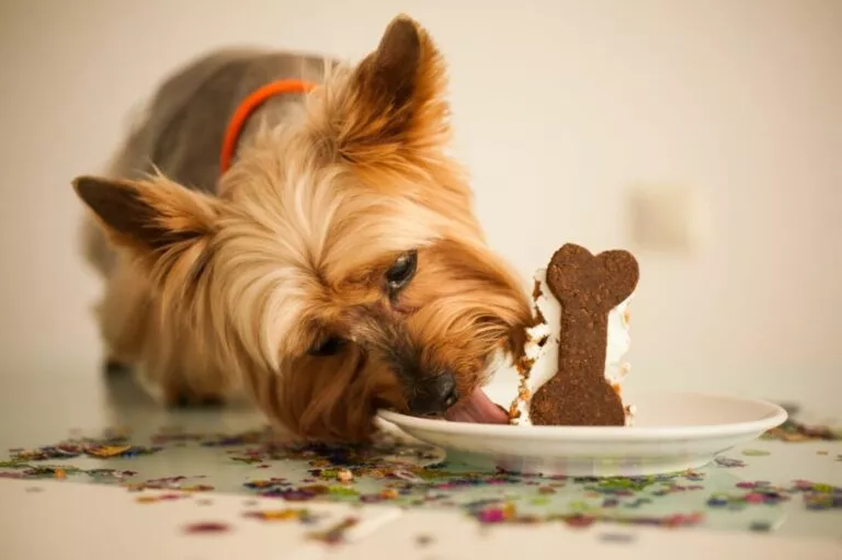 Pas jede kolač za pse