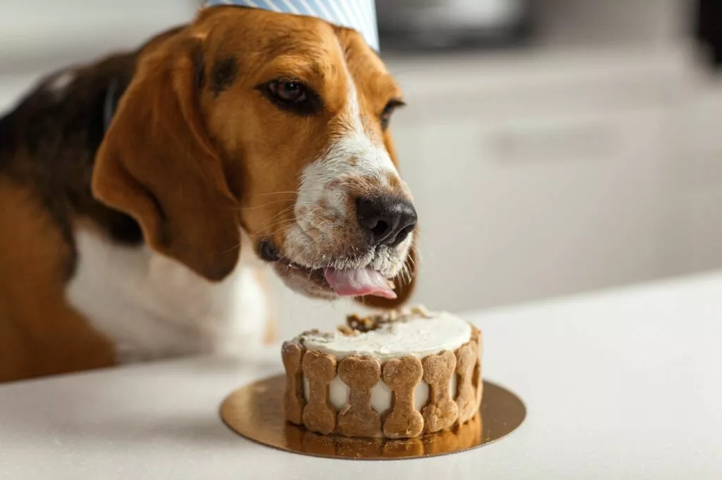 Pas sa rođendanskom kapicom jede tortu za pse